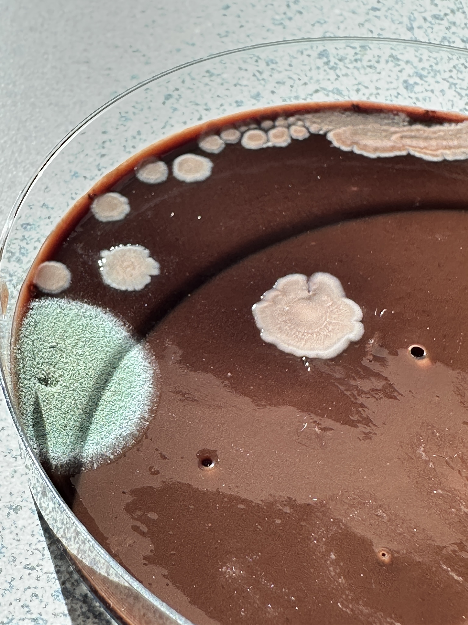 a cultivation substrate with bacteria growth